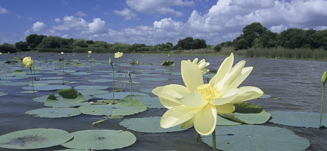Sea Glass Grows National Footprint with New Rockport, Texas Franchise