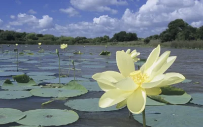 Sea Glass Grows National Footprint with New Rockport, Texas Franchise